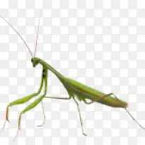 杜尚别 昆虫 英语-空若网 杜尚别 昆虫 英语-空若网