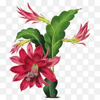 仙人掌 昙花 附生植物-空若网 仙人掌 昙花 附生植物-空若网