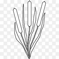 ��֦ ֲ�ﾥ Ҷ-������