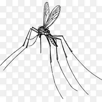 蚊子 昆虫 蚊虫-空若网 蚊子 昆虫 蚊虫-空若网