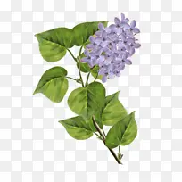丁香 绘画 水彩画-空若网 丁香 绘画 水彩画-空若网