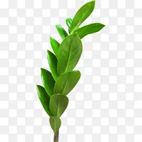 Ҷ�� ��֦ ����-������