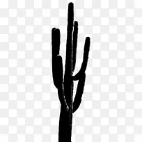 手指 萨古罗 仙人掌-空若网 手指 萨古罗 仙人掌-空若网