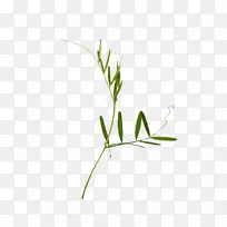 ��֦ ֲ�ﾥ ��-������