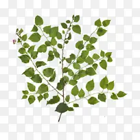 树枝 植物茎 叶-空若网 树枝 植物茎 叶-空若网