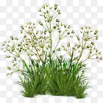 �Ӳ� ��ǩ ֲ��-������