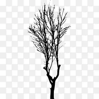 剪影 树枝 树-空若网 剪影 树枝 树-空若网