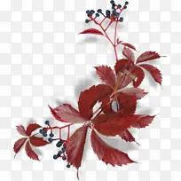 叶子 树枝 花瓣-空若网 叶子 树枝 花瓣-空若网