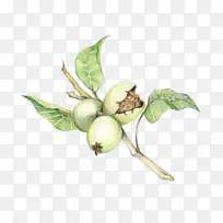 香油 核桃油 核桃-空若网 香油 核桃油 核桃-空若网