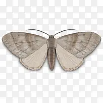 家蚕 蛾类 褐家蛾-空若网 家蚕 蛾类 褐家蛾-空若网