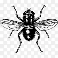 ��Ӭ֮�� ��Ӭ ����-������