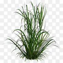 ¹ÛÉÍ²Ý ²Ý ¹ÛÉÍÖ²Îï-¿ÕÈôÍø ¹ÛÉÍ²Ý ²Ý ¹ÛÉÍÖ²Îï-¿ÕÈôÍø