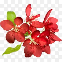 花朵 花瓣 樱花-空若网 花朵 花瓣 樱花-空若网