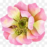 花朵 花瓣 绘画-空若网 花朵 花瓣 绘画-空若网