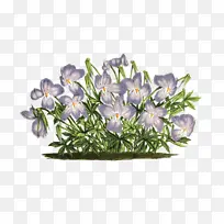 花 紫罗兰 视频-空若网 花 紫罗兰 视频-空若网