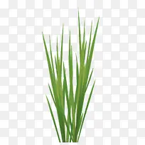 香根草 柠檬草 商品-空若网 香根草 柠檬草 商品-空若网