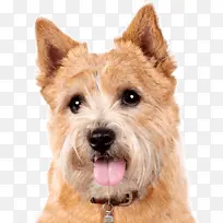 诺里奇梗 凯恩梗 诺福克梗-空若网 诺里奇梗 凯恩梗 诺福克梗-空若网