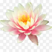 睡莲 花 池塘-空若网 睡莲 花 池塘-空若网