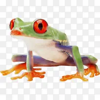 青蛙 树蛙 红色树蛙-空若网 青蛙 树蛙 红色树蛙-空若网