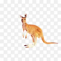 袋鼠 巨足动物 动物-空若网 袋鼠 巨足动物 动物-空若网