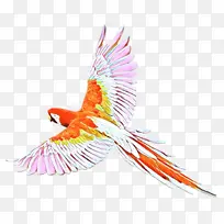 金刚鹦鹉羽毛喙宠物尾巴鱼鸟翅膀鹦鹉-空若网 金刚鹦鹉羽毛喙宠物尾巴鱼鸟翅膀鹦鹉-空若网