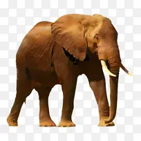 大象 绘画 书籍-空若网 大象 绘画 书籍-空若网