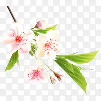 花朵 樱花 绘画-空若网 花朵 樱花 绘画-空若网