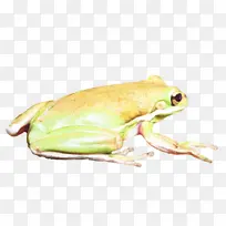 树蛙 青蛙 美国牛蛙-空若网 树蛙 青蛙 美国牛蛙-空若网