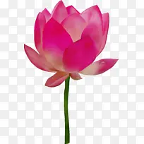 睡莲 花朵 越南莲花茶-空若网 睡莲 花朵 越南莲花茶-空若网