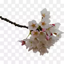 樱花插花艺术-空若网 樱花插花艺术-空若网