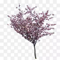 开花山茱萸樱花树-空若网 开花山茱萸樱花树-空若网