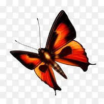 蝴蝶 博客 昆虫-空若网 蝴蝶 博客 昆虫-空若网