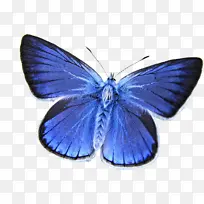 蝴蝶 昆虫 卡纳蓝-空若网 蝴蝶 昆虫 卡纳蓝-空若网
