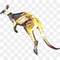 袋鼠 红狐 巨足动物-空若网 袋鼠 红狐 巨足动物-空若网