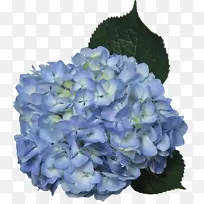 绣球切花蓝绿蓝花-空若网 绣球切花蓝绿蓝花-空若网