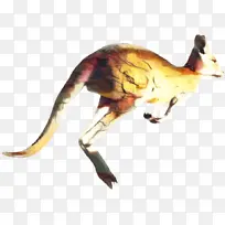 大足动物 袋鼠 红袋鼠-空若网 大足动物 袋鼠 红袋鼠-空若网