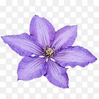 皮革花 花 花瓣-空若网 皮革花 花 花瓣-空若网