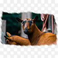 山羊 鼻子 野生动物-空若网 山羊 鼻子 野生动物-空若网