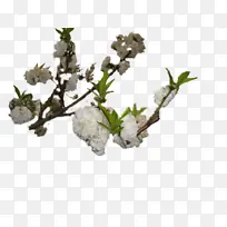 ��֦ ֲ�ﾥ ����-������