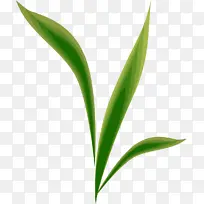 Ò¶ Ö²Îï¾¥ ²Ý-¿ÕÈôÍø Ò¶ Ö²Îï¾¥ ²Ý-¿ÕÈôÍø