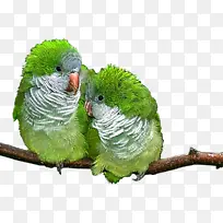 爱情鸟 鸟 鹦鹉-空若网 爱情鸟 鸟 鹦鹉-空若网