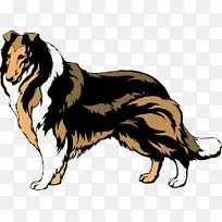 粗牧羊犬 边境牧羊犬 光滑牧羊犬-空若网 粗牧羊犬 边境牧羊犬 光滑牧羊犬-空若网