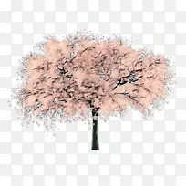 樱花 樱桃 花-空若网 樱花 樱桃 花-空若网