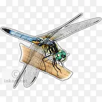 ��ɫװ���� Ʋë�� ����-������