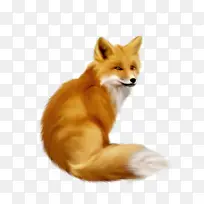 狐狸 红狐 鼻子-空若网 狐狸 红狐 鼻子-空若网