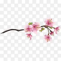 樱花 素描 花朵-空若网 樱花 素描 花朵-空若网