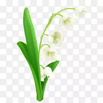 谷底百合摄影剪贴画-愈伤组织-空若网 谷底百合摄影剪贴画-愈伤组织-空若网