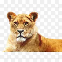 奥斯汀动物园 狮子 动物-空若网 奥斯汀动物园 狮子 动物-空若网