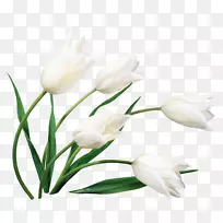 郁金香切花桌面壁纸花束-空若网 郁金香切花桌面壁纸花束-空若网