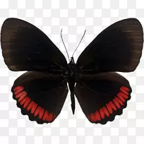 蝴蝶昆虫红Greta oto摄影-愈伤组织-空若网 蝴蝶昆虫红Greta oto摄影-愈伤组织-空若网